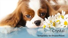  Presentation with blue eyes technology eye scan - Presentation theme consisting of sad spaniel eyes cavalier king background and a light blue colored foreground
