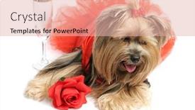  Presentation with drowning - Amazing PPT theme having sad yorkshire terrier in a satin gown with a rose is drowning her sorrows with champagne backdrop and a lemonade colored foreground