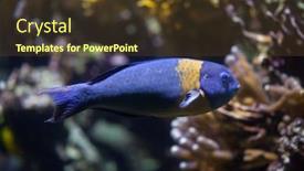  Presentation with marine - Presentation theme featuring saddle-wrasse-thalassoma-duperrey-marine background and a tawny brown colored foreground