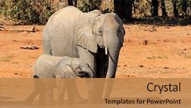  Presentation with elephant - Amazing presentation design having safari - african elephant loxodonta africana cow backdrop and a coral colored foreground