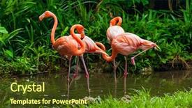  Presentation with flamingo - PPT layouts with jungle safari - pink flamingo in park background and a tawny brown colored foreground