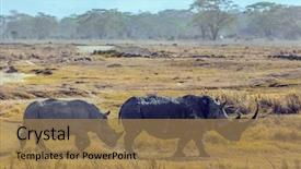  Presentation with exotic animals - Presentation design featuring safari - tour to the kenya background and a coral colored foreground