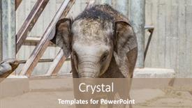  Presentation with wood log - Slide deck with safari baby elephant playing with a log of wood background and a coral colored foreground