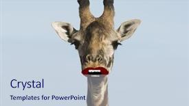  Presentation with mouth - Audience pleasing PPT theme consisting of safari cartoon - giraffe with drawn on mouth backdrop and a  colored foreground