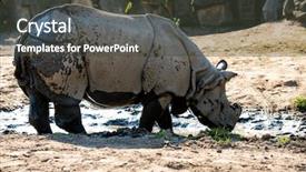  Presentation with safari - Beautiful presentation theme featuring safari cartoon - large rhino in the park backdrop and a dark gray colored foreground