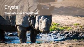  Presentation with safari - Cool new PPT theme with safari cartoon - large rhino in the park backdrop and a coral colored foreground