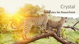  Presentation with africa safari - Presentation theme having safari-in-africa-with-two background and a blonde colored foreground