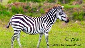  Presentation with savannah - Beautiful presentation featuring safari-in-kenya-charming-young backdrop and a yellow colored foreground