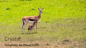  Presentation with newborn baby - Beautiful slides featuring safari-in-masai-mara-kenya backdrop and a yellow colored foreground