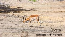  Presentation with savannah - PPT theme having safari-in-masai-mara-national background and a soft green colored foreground