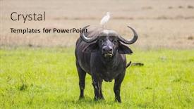  Presentation with savannah - Presentation enhanced with safari-in-masai-mara-park background and a soft green colored foreground