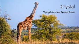  Presentation with africa safari - PPT theme consisting of free solo woman rock climber background and a tawny brown colored foreground.