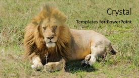  Presentation with male lion - PPT theme having safari in the ngorogoro national background and a yellow colored foreground