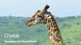  Presentation with safari - Amazing slides having masai giraffe scientific name giraffa backdrop and a seafoam green colored foreground