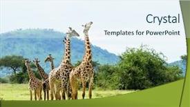  Presentation with safari - Cool new presentation theme with twiga in swaheli image taken backdrop and a sky blue colored foreground