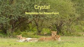  Presentation with trans pride - Audience pleasing slide deck consisting of tarangire lake manyara ngorogoro national backdrop and a tawny brown colored foreground