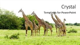  Presentation with safari - Slides with closeup of masai giraffe giraffa background and a white colored foreground