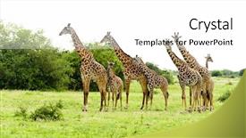  Presentation with safari - Audience pleasing theme consisting of closeup of masai giraffe giraffa backdrop and a white colored foreground