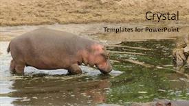  Presentation with scientific - Slide deck with closeup of hippopotamus scientific name background and a coral colored foreground