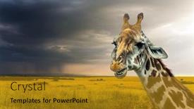  Presentation with beautiful skin - Slide deck enhanced with safari-masai-mara-kenya-portrait background and a gold colored foreground