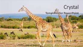  Presentation with africa safari - Cool new theme with safari park in kenya africa backdrop and a light gray colored foreground