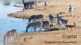  Presentation with africa safari - Theme consisting of safari park in south africa background and a coral colored foreground