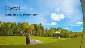  Presentation with safari - Slides featuring safari park omega halfway between montreal and ottawa noble big deer resting in the grass background and a light blue colored foreground