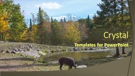  Presentation with boar - Slides enhanced with safari park omega halfway between montreal and ottawa wild boar entered the glade background and a tawny brown colored foreground