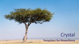  Presentation with family tree - Beautiful PPT theme featuring safari vacation hiding behind acacia backdrop and a lemonade colored foreground