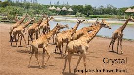  Presentation with safari - Presentation design having safari world in bangkok background and a coral colored foreground