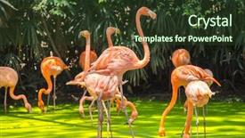  Presentation with safari - Beautiful presentation design featuring safari world park of bangkok backdrop and a tawny brown colored foreground