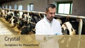  Presentation with dairy farm - Cool new presentation theme with safety - waist up portrait of mature backdrop and a yellow colored foreground