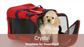  Presentation with puppy english cocker spaniel - Colorful slides enhanced with reflection on white background backdrop and a tawny brown colored foreground