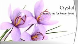  Presentation with purple crocus - Slide set having beautiful purple saffron crocus flowers background and a white colored foreground