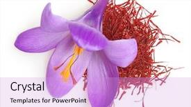  Presentation with saffron flower - Cool new slides with flower crocus and dried saffron backdrop and a lavender colored foreground