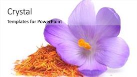  Presentation with saffron flower - Slide deck consisting of flower crocus and dried saffron background and a white colored foreground