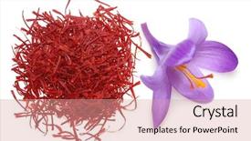  Presentation with saffron flower - Amazing slides having flower crocus and dried saffron backdrop and a coral colored foreground