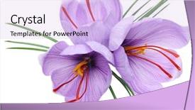  Presentation with saffron - PPT theme having saffron crocus flowers isolated background and a light blue colored foreground