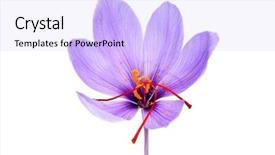  Presentation with saffron flower - Beautiful theme featuring saffron flower isoalted backdrop and a light blue colored foreground