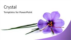  Presentation with saffron flower - Amazing theme having saffron flower isolated backdrop and a white colored foreground