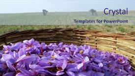  Presentation with bloom - PPT theme with saffron flowers in bloom background and a sky blue colored foreground