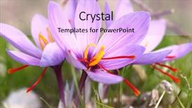  Presentation with saffron - Audience pleasing slides consisting of saffron flowers on the field backdrop and a lavender colored foreground