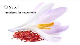  Presentation with saffron - Amazing PPT theme having saffron spice with flowers backdrop and a white colored foreground