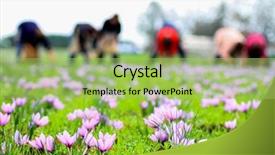  Presentation with saffron - Theme consisting of violet saffron flowers harvest background and a mint green colored foreground