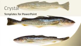  Presentation with seas - PPT layouts consisting of saffron-cod-marine-fish-length background and a lemonade colored foreground