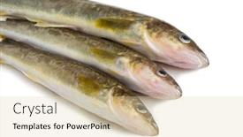  Presentation with saffron - Beautiful slides featuring saffron-cod-marine-fish-length backdrop and a lemonade colored foreground