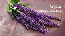  Presentation with sage - Presentation design enhanced with fitness students - fit muscular body sports background and a dark gray colored foreground