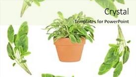  Presentation with sage - Colorful theme enhanced with sage herb leaf abstract design with a terracotta pot of freshly growing sage in the center over white background backdrop and a soft green colored foreground