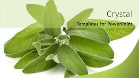  Presentation with sage - Presentation theme with sage herb leaves bouquet isolated on white background cutout background and a yellow colored foreground