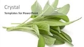  Presentation with sage - Presentation theme consisting of sage herb leaves bouquet isolated on white background cutout background and a white colored foreground